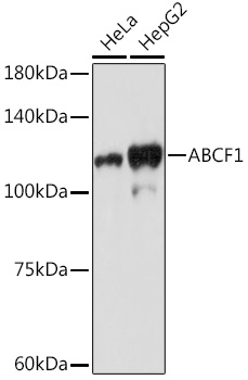 Western blot analysis of various lysates using ABCF1 Rabbit mAb at 1:1000 dilution.|Secondary antibody: HRP-conjugated Goat anti-Rabbit IgG (H+L) at 1:10000 dilution.|Lysates/proteins: 25μg per lane.|Blocking buffer: 3% nonfat dry milk in TBST.|Detection: ECL Basic Kit.|Exposure time: 180s.