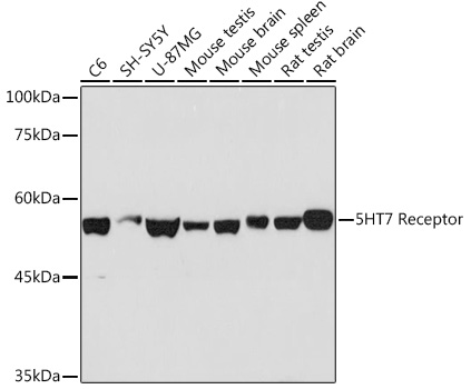 Western blot analysis of various lysates using 5HT7 Receptor Rabbit mAb at 1:1000 dilution.|Secondary antibody: HRP-conjugated Goat anti-Rabbit IgG (H+L) at 1:10000 dilution.|Lysates/proteins: 25μg per lane.|Blocking buffer: 3% nonfat dry milk in TBST.|Detection: ECL Basic Kit.|Exposure time: 90s.