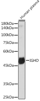 Western blot analysis of lysates from Human plasma, using IGHD Rabbit mAb at 1:1000 dilution.|Secondary antibody: HRP-conjugated Goat anti-Rabbit IgG (H+L) at 1:10000 dilution.|Lysates/proteins: 25μg per lane.|Blocking buffer: 3% nonfat dry milk in TBST.|Detection: ECL Basic Kit.|Exposure time: 90s.