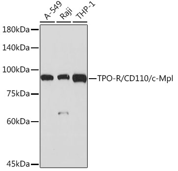 Western blot analysis of various lysates using TPO-R/CD110/c-Mpl Rabbit mAb at 1:1000 dilution.|Secondary antibody: HRP-conjugated Goat anti-Rabbit IgG (H+L) at 1:10000 dilution.|Lysates/proteins: 25μg per lane.|Blocking buffer: 3% nonfat dry milk in TBST.|Detection: ECL Basic Kit.|Exposure time: 1s.