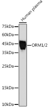 Western blot analysis of lysates from Human plasma, using ORM1/2 Rabbit mAb at 1:1000 dilution.|Secondary antibody: HRP-conjugated Goat anti-Rabbit IgG (H+L) at 1:10000 dilution.|Lysates/proteins: 25μg per lane.|Blocking buffer: 3% nonfat dry milk in TBST.|Detection: ECL Basic Kit.|Exposure time: 60s.