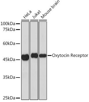 Western blot analysis of various lysates using Oxytocin Receptor Rabbit mAb at 1:1000 dilution.|Secondary antibody: HRP-conjugated Goat anti-Rabbit IgG (H+L) at 1:10000 dilution.|Lysates/proteins: 25μg per lane.|Blocking buffer: 3% nonfat dry milk in TBST.|Detection: ECL Basic Kit.|Exposure time: 60s.