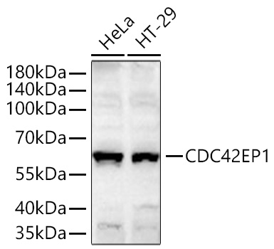 Western blot analysis of various lysates using CDC42EP1 Rabbit mAb at 1:1000 dilution incubated overnight at 4℃.|Secondary antibody: HRP-conjugated Goat anti-Rabbit IgG (H+L) at 1:10000 dilution.|Lysates/proteins: 25 μg per lane.|Blocking buffer: 3% nonfat dry milk in TBST.|Detection: ECL Basic Kit.|Exposure time: 30s.