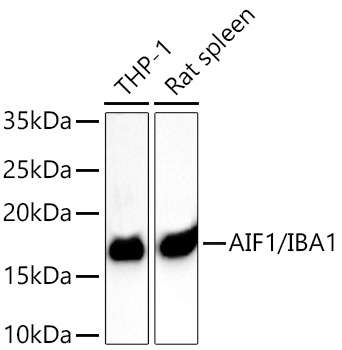 Western blot analysis of various lysates using PSFlo 488 Conjugated AIF1/IBA1 Rabbit mAb at 1:5000 dilution incubated overnight at 4℃.|Secondary antibody: HRP-conjugated Goat anti-Rabbit IgG (H+L) at 1:10000 dilution.|Lysates/proteins: 25 μg per lane.|Blocking buffer: 3% nonfat dry milk in TBST.|Detection: ECL Basic Kit.|Exposure time: 20s.