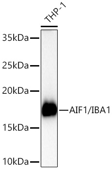 Western blot analysis of lysates from THP-1 cells using PSFlo 647 Conjugated AIF1/IBA1 Rabbit mAb at 1:5000 dilution incubated overnight at 4℃.|Secondary antibody: HRP-conjugated Goat anti-Rabbit IgG (H+L) at 1:10000 dilution.|Lysates/proteins: 25 μg per lane.|Blocking buffer: 3% nonfat dry milk in TBST.|Detection: ECL Basic Kit.|Exposure time: 30s.