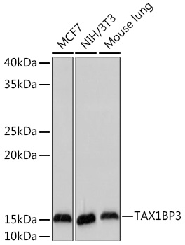 Western blot analysis of various lysates using TAX1BP3 Rabbit mAb at 1:1000 dilution.|Secondary antibody: HRP-conjugated Goat anti-Rabbit IgG (H+L) at 1:10000 dilution.|Lysates/proteins: 25μg per lane.|Blocking buffer: 3% nonfat dry milk in TBST.|Detection: ECL Basic Kit.|Exposure time: 180s.