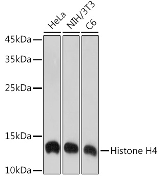 Western blot analysis of various lysates using Histone H4 Rabbit mAb at 1:1000 dilution.|Secondary antibody: HRP-conjugated Goat anti-Rabbit IgG (H+L) at 1:10000 dilution.|Lysates/proteins: 25μg per lane.|Blocking buffer: 3% nonfat dry milk in TBST.|Detection: ECL Enhanced Kit.|Exposure time: 10s.