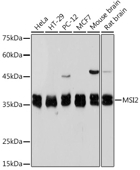 Western blot analysis of various lysates using Musashi-2 (MSI2) Rabbit mAb at 1:1000 dilution.|Secondary antibody: HRP-conjugated Goat anti-Rabbit IgG (H+L) at 1:10000 dilution.|Lysates/proteins: 25μg per lane.|Blocking buffer: 3% nonfat dry milk in TBST.|Detection: ECL Basic Kit.|Exposure time: 5s.