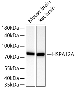 Western blot analysis of various lysates using HSPA12A Rabbit mAb at 1:3000 dilution incubated overnight at 4℃.|Secondary antibody: HRP-conjugated Goat anti-Rabbit IgG (H+L) at 1:10000 dilution.|Lysates/proteins: 25 μg per lane.|Blocking buffer: 3% nonfat dry milk in TBST.|Detection: ECL Basic Kit.|Exposure time: 10 s.