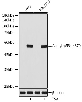 Western blot analysis of various lysates using Acetyl-p53- K370 Rabbit mAb at 1:1000 dilution. HeLa cells and NIH/3T3 cells were treated with TSA (1 uM) at 37℃ for 18 hours.|Secondary antibody: HRP-conjugated Goat anti-Rabbit IgG (H+L) at 1:10000 dilution.|Lysates/proteins: 25μg per lane.|Blocking buffer: 3% nonfat dry milk in TBST.|Detection: ECL Enhanced Kit.|Exposure time: 1s.