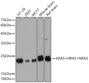 Western blot analysis of various lysates using KRAS+HRAS+NRAS Rabbit mAb at 1:1000 dilution incubated overnight at 4℃.|Secondary antibody: HRP-conjugated Goat anti-Rabbit IgG (H+L) at 1:10000 dilution.|Lysates/proteins: 25 μg per lane.|Blocking buffer: 3% nonfat dry milk in TBST.|Detection: ECL Basic Kit.|Exposure time: 30s.