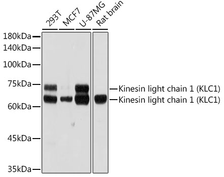 Western blot analysis of various lysates using Kinesin light chain 1 (KLC1) Rabbit mAb at 1:1000 dilution.|Secondary antibody: HRP-conjugated Goat anti-Rabbit IgG (H+L) at 1:10000 dilution.|Lysates/proteins: 25μg per lane.|Blocking buffer: 3% nonfat dry milk in TBST.|Detection: ECL Basic Kit.|Exposure time: 30s.