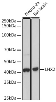 Western blot analysis of various lysates using LHX2 Rabbit mAb at 1:1000 dilution incubated overnight at 4℃.|Secondary antibody: HRP-conjugated Goat anti-Rabbit IgG (H+L) at 1:10000 dilution.|Lysates/proteins: 25 μg per lane.|Blocking buffer: 3% nonfat dry milk in TBST.|Detection: ECL Basic Kit.|Exposure time: 90 s.