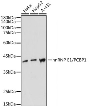 Western blot analysis of various lysates using hnRNP E1/PCBP1 Rabbit mAb at 1:1000 dilution.|Secondary antibody: HRP-conjugated Goat anti-Rabbit IgG (H+L) at 1:10000 dilution.|Lysates/proteins: 25μg per lane.|Blocking buffer: 3% nonfat dry milk in TBST.|Detection: ECL Basic Kit.|Exposure time: 10s.