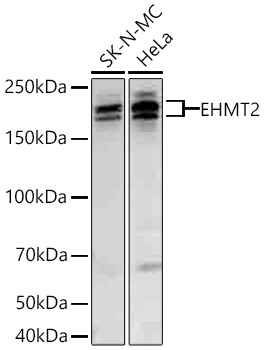 Western blot analysis of various lysates using EHMT2 Rabbit mAb at 1:5000 dilution incubated overnight at 4℃.|Secondary antibody: HRP-conjugated Goat anti-Rabbit IgG (H+L) at 1:10000 dilution.|Lysates/proteins: 25 μg per lane.|Blocking buffer: 3% nonfat dry milk in TBST.|Detection: ECL Basic Kit.|Exposure time: 90 s.