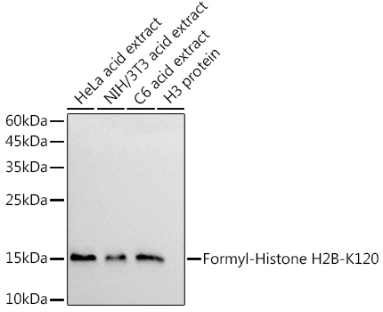 Western blot analysis of various lysates using  at 1:1000 dilution.|Secondary antibody: HRP-conjugated Goat anti-Rabbit IgG (H+L) at 1:10000 dilution.|Lysates/proteins: 25μg  per lane.|Blocking buffer: 3% nonfat dry milk in TBST.|Detection: ECL Basic Kit.|Exposure time: 30s.