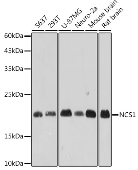 Western blot analysis of various lysates, using NCS1 Rabbit mAb at 1:1000 dilution.|Secondary antibody: HRP-conjugated Goat anti-Rabbit IgG (H+L) at 1:10000 dilution.|Lysates/proteins: 25μg per lane.|Blocking buffer: 3% nonfat dry milk in TBST.|Detection: ECL Basic Kit.|Exposure time: 10s.