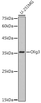 Western blot analysis of lysates from U-251 MG cells, using Olig3 Rabbit mAb at 1:1000 dilution.|Secondary antibody: HRP-conjugated Goat anti-Rabbit IgG (H+L) at 1:10000 dilution.|Lysates/proteins: 25μg  per lane.|Blocking buffer: 3% nonfat dry milk in TBST.|Detection: ECL Basic Kit.|Exposure time: 10s.
