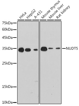 Western blot analysis of various lysates using NUDT5 Rabbit mAb at 1:1000 dilution.|Secondary antibody: HRP-conjugated Goat anti-Rabbit IgG (H+L) at 1:10000 dilution.|Lysates/proteins: 25μg per lane.|Blocking buffer: 3% nonfat dry milk in TBST.|Detection: ECL Basic Kit.|Exposure time: 180s.