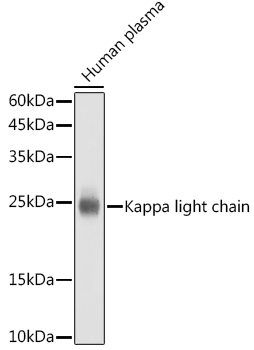 Western blot analysis of lysates from Human plasma , using Kappa light chain Rabbit mAb at 1:1000 dilution.|Secondary antibody: HRP-conjugated Goat anti-Rabbit IgG (H+L) at 1:10000 dilution.|Lysates/proteins: 25μg per lane.|Blocking buffer: 3% nonfat dry milk in TBST.|Detection: ECL Basic Kit.|Exposure time: 1s.