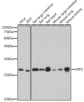 Western blot analysis of various lysates using UPP1 Rabbit mAb at 1:1000 dilution.|Secondary antibody: HRP-conjugated Goat anti-Rabbit IgG (H+L) at 1:10000 dilution.|Lysates/proteins: 25μg per lane.|Blocking buffer: 3% nonfat dry milk in TBST.|Detection: ECL Basic Kit.|Exposure time: 3s.