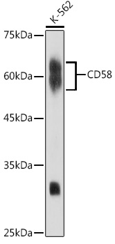 Western blot analysis of lysates from K-562 cells, using CD58 Rabbit mAb at 1:1000 dilution.|Secondary antibody: HRP-conjugated Goat anti-Rabbit IgG (H+L) at 1:10000 dilution.|Lysates/proteins: 25μg per lane.|Blocking buffer: 3% nonfat dry milk in TBST.|Detection: ECL Enhanced Kit.|Exposure time: 10s.