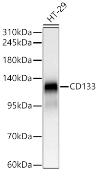 Western blot analysis of lysates from HT-29 cells, using CD133 Rabbit mAb at 1:1000 dilution.|Secondary antibody: HRP-conjugated Goat anti-Rabbit IgG (H+L) at 1:10000 dilution.|Lysates/proteins: 25μg per lane.|Blocking buffer: 3% nonfat dry milk in TBST.|Detection: ECL Basic Kit.|Exposure time: 1s.