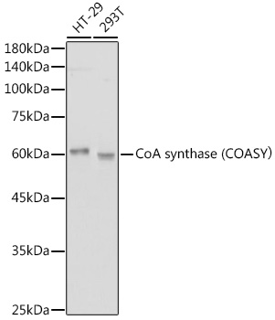 Western blot analysis of various lysates using CoA synthase (COASY） Rabbit mAb at 1:1000 dilution.|Secondary antibody: HRP-conjugated Goat anti-Rabbit IgG (H+L) at 1:10000 dilution.|Lysates/proteins: 25μg per lane.|Blocking buffer: 3% nonfat dry milk in TBST.|Detection: ECL Basic Kit.|Exposure time: 10s.