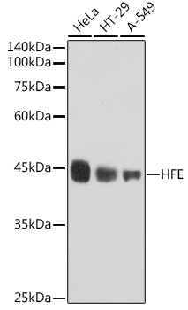 Western blot analysis of various lysates using HFE Rabbit mAb at 1:1000 dilution.|Secondary antibody: HRP-conjugated Goat anti-Rabbit IgG (H+L) at 1:10000 dilution.|Lysates/proteins: 25μg per lane.|Blocking buffer: 3% nonfat dry milk in TBST.|Detection: ECL Basic Kit.|Exposure time: 10s.