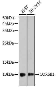 Western blot analysis of various lysates using COX6B1 Rabbit mAb at 1:1000 dilution.|Secondary antibody: HRP-conjugated Goat anti-Rabbit IgG (H+L) at 1:10000 dilution.|Lysates/proteins: 25μg per lane.|Blocking buffer: 3% nonfat dry milk in TBST.|Detection: ECL Enhanced Kit.|Exposure time: 180s.