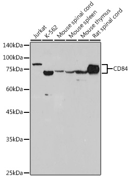 Western blot analysis of various lysates using CD84 Rabbit mAb at 1:1000 dilution.|Secondary antibody: HRP-conjugated Goat anti-Rabbit IgG (H+L) at 1:10000 dilution.|Lysates/proteins: 25μg per lane.|Blocking buffer: 3% nonfat dry milk in TBST.|Detection: ECL Basic Kit.|Exposure time: 10s.