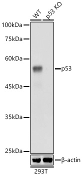 Western blot analysis of lysates from 293T cells using [KO Validated] p53 Rabbit mAb at 1:1000 dilution.|Secondary antibody: HRP-conjugated Goat anti-Rabbit IgG (H+L) at 1:10000 dilution.|Lysates/proteins: 25 μg per lane.|Blocking buffer: 3% nonfat dry milk in TBST.|Detection: ECL Basic Kit.|Exposure time: 1s.