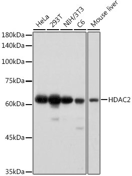 Western blot analysis of various lysates using HDAC2 Rabbit mAb at 1:1000 dilution.|Secondary antibody: HRP-conjugated Goat anti-Rabbit IgG (H+L) at 1:10000 dilution.|Lysates/proteins: 25μg per lane.|Blocking buffer: 3% nonfat dry milk in TBST.|Detection: ECL Basic Kit.|Exposure time: 1s.