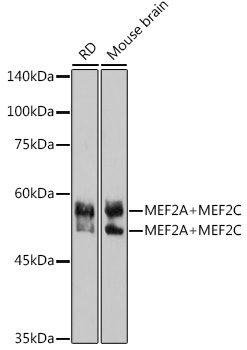 Western blot analysis of various lysates using MEF2A+MEF2C Rabbit mAb at 1:1000 dilution.|Secondary antibody: HRP-conjugated Goat anti-Rabbit IgG (H+L) at 1:10000 dilution.|Lysates/proteins: 25μg per lane.|Blocking buffer: 3% nonfat dry milk in TBST.|Detection: ECL Basic Kit.|Exposure time: 90s.