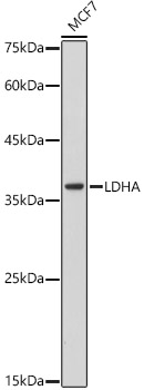 Western blot analysis of lysates from MCF7 cells, using [KO Validated] LDHA Rabbit mAb at  1:1000 dilution.|Secondary antibody: HRP-conjugated Goat anti-Rabbit IgG (H+L) at 1:10000 dilution.|Lysates/proteins: 25μg per lane.|Blocking buffer: 3% nonfat dry milk in TBST.|Detection: ECL Basic Kit.|Exposure time: 180s.