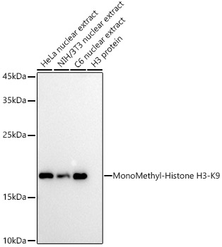 Western blot analysis of various lysates using MonoMethyl-Histone H3-K9 Rabbit mAb at 1:1000 dilution.|Secondary antibody: HRP-conjugated Goat anti-Rabbit IgG (H+L) at 1:10000 dilution.|Lysates/proteins: 25μg per lane.|Blocking buffer: 3% nonfat dry milk in TBST.|Detection: ECL Basic Kit.|Exposure time: 10s.