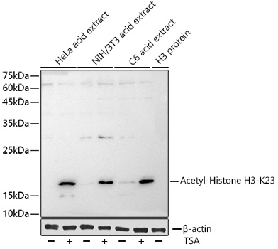 Western blot analysis of various lysates using Acetyl-Histone H3-K23 Rabbit mAb at 1:1000 dilution incubated overnight at 4℃. HeLa, NIH/3T3 and C6 cells were treated with TSA (1 μM) at 37℃ for 18 hours.|Secondary antibody: HRP-conjugated Goat anti-Rabbit IgG (H+L) at 1:10000 dilution.|Lysates/proteins: 25 μg per lane.|Blocking buffer: 3% nonfat dry milk in TBST.|Detection: ECL Enhanced Kit.|Exposure time: 180s.