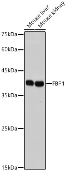 Western blot analysis of various lysates, using FBP1 Rabbit mAb at 1:1000 dilution.|Secondary antibody: HRP-conjugated Goat anti-Rabbit IgG (H+L) at 1:10000 dilution.|Lysates/proteins: 25μg per lane.|Blocking buffer: 3% nonfat dry milk in TBST.|Detection: ECL Basic Kit.|Exposure time: 10s.