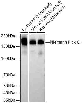 Western blot analysis of various lysates using Niemann Pick C1 Rabbit mAb at 1:1000 dilution incubated overnight at 4℃.|Secondary antibody: HRP-conjugated Goat anti-Rabbit IgG (H+L) at 1:10000 dilution.|Lysates/proteins: 25 μg per lane.|Blocking buffer: 3% nonfat dry milk in TBST.|Detection: ECL Basic Kit.|Exposure time: 20 s.