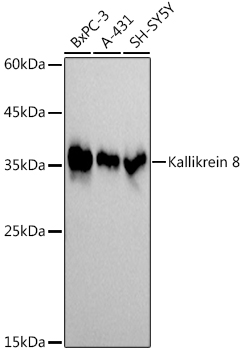 Western blot analysis of various lysates using  at 1:1000 dilution.|Secondary antibody: HRP-conjugated Goat anti-Rabbit IgG (H+L) at 1:10000 dilution.|Lysates/proteins: 25μg per lane.|Blocking buffer: 3% nonfat dry milk in TBST.|Detection: ECL Basic Kit.|Exposure time: 1s.