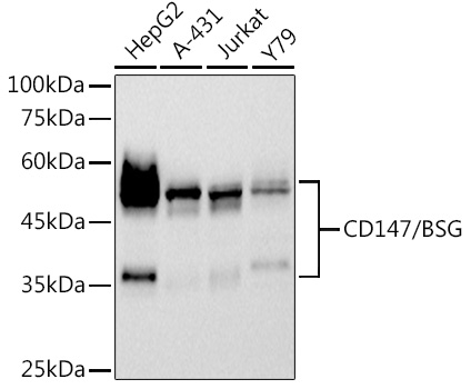 Western blot analysis of various lysates using CD147/BSG Rabbit mAb at 1:500 dilution.|Secondary antibody: HRP-conjugated Goat anti-Rabbit IgG (H+L) at 1:10000 dilution.|Lysates/proteins: 25μg per lane.|Blocking buffer: 3% nonfat dry milk in TBST.|Detection: ECL Basic Kit.|Exposure time: 90s.