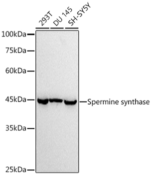 Western blot analysis of various lysates using  at 1:1000 dilution incubated overnight at 4℃.|Secondary antibody: HRP-conjugated Goat anti-Rabbit IgG (H+L) at 1:10000 dilution.|Lysates/proteins: 25 μg per lane.|Blocking buffer: 3% nonfat dry milk in TBST.|Detection: ECL Basic Kit.|Exposure time: 10 s.