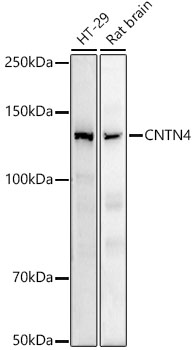 Western blot analysis of various lysates using  CNTN4 Rabbit mAb at 1:1000 dilution.|Secondary antibody: HRP-conjugated Goat anti-Rabbit IgG (H+L) at 1:10000 dilution.|Lysates/proteins: 25μg per lane.|Blocking buffer: 3% nonfat dry milk in TBST.|Detection: ECL Basic Kit.|Exposure time: 180s.