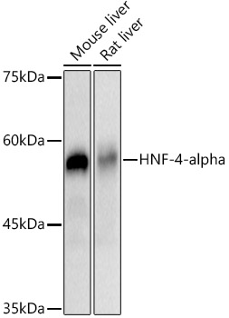 Western blot analysis of various lysates using HNF-4-alpha Rabbit mAb at 1:1000 dilution.|Secondary antibody: HRP-conjugated Goat anti-Rabbit IgG (H+L) at 1:10000 dilution.|Lysates/proteins: 25μg per lane.|Blocking buffer: 3% nonfat dry milk in TBST.|Detection: ECL Basic Kit.|Exposure time: 3s.