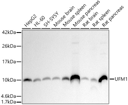 Western blot analysis of various lysates using UFM1 Rabbit mAb at 1:1000 dilution.|Secondary antibody: HRP-conjugated Goat anti-Rabbit IgG (H+L) at 1:10000 dilution.|Lysates/proteins: 25μg per lane.|Blocking buffer: 3% nonfat dry milk in TBST.|Detection: ECL Basic Kit.|Exposure time: 10s.