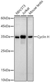 Western blot analysis of various lysates using Cyclin H Rabbit mAb at 1:1000 dilution.|Secondary antibody: HRP-conjugated Goat anti-Rabbit IgG (H+L) at 1:10000 dilution.|Lysates/proteins: 25μg per lane.|Blocking buffer: 3% nonfat dry milk in TBST.|Detection: ECL Basic Kit.|Exposure time: 180s.