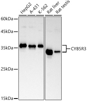 Western blot analysis of various lysates, using CYB5R3 Rabbit mAb at 1:1000 dilution.|Secondary antibody: HRP-conjugated Goat anti-Rabbit IgG (H+L) at 1:10000 dilution.|Lysates/proteins: 25μg  per lane.|Blocking buffer: 3% nonfat dry milk in TBST.|Detection: ECL Basic Kit.|Exposure time: 30s.