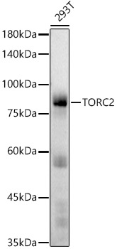 Western blot analysis of lysates from 293T cells using TORC2 Rabbit mAb at 1:1000 dilution. |Secondary antibody: HRP-conjugated Goat anti-Rabbit IgG (H+L) at 1:10000 dilution.|Lysates/proteins: 25μg per lane.|Blocking buffer: 3% nonfat dry milk in TBST.|Detection: ECL Basic Kit.|Exposure time: 60s.