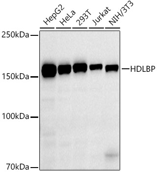 Western blot analysis of various lysates using HDLBP Rabbit mAb at 1:1000 dilution.|Secondary antibody: HRP-conjugated Goat anti-Rabbit IgG (H+L) at 1:10000 dilution.|Lysates/proteins: 25μg per lane.|Blocking buffer: 3% nonfat dry milk in TBST.|Detection: ECL Basic Kit.|Exposure time: 180s.