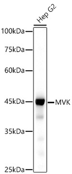 Western blot analysis of lysates from HepG2 cells, using MVK Rabbit mAb at 1:500 dilution.|Secondary antibody: HRP-conjugated Goat anti-Rabbit IgG (H+L) at 1:10000 dilution.|Lysates/proteins: 25μg per lane.|Blocking buffer: 3% nonfat dry milk in TBST.|Detection: ECL Basic Kit.|Exposure time: 30s.